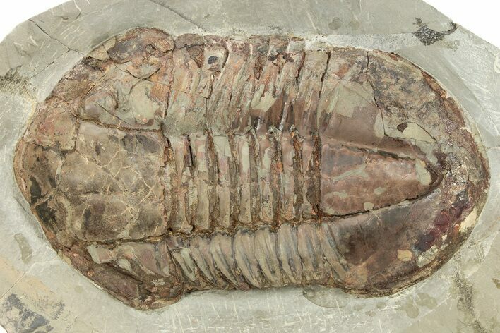 Large Asaphid (Platypeltoides) Trilobite - Fezouata Formation #232706